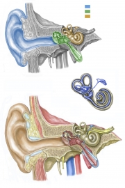 ear-inner-FINAL