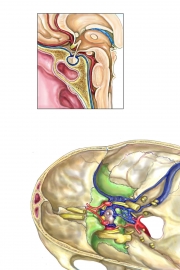 pituitary-final