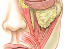 core-eye-flap-stage-2
